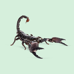Studio shot of a menacing giant forest scorpion raising its tail and claws on a light green background
