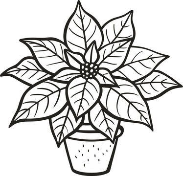 recommend clip art: Black and White Poinsettia Flower in Pot  Illustration