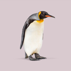 Studio shot of a king penguin standing against a light purple background