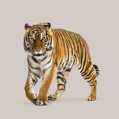 Studio shot of a tiger pacing confidently against a neutral background