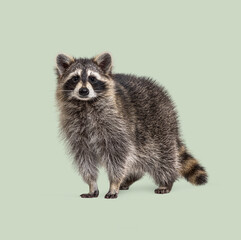 Common raccoon, procyon lotor, standing on a light green background