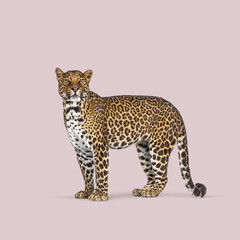 Studio shot of a majestic leopard standing against a solid pink background