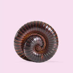 Giant african millipede is coiling up on a pink background