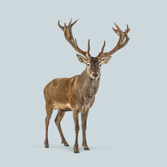 Full length view of a proud red deer stag with large antlers, isolated on a seamless light blue background