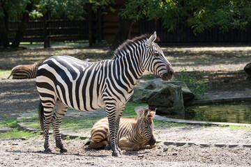 zebra in a clearing