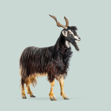 Domestic changthangi goat, capra aegagrus hircus, standing against a light green background