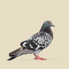Studio shot of a pigeon standing on a light yellow background