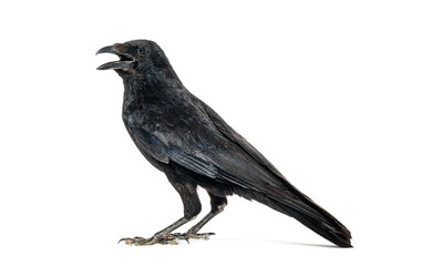 Side view of a Carrion crow calling beak open, corvus corone, isolated on white