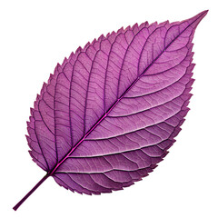 vibrant purple leaf detailed closeup nature botany png background png