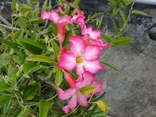 Close-Up of Pink Adenium Flowers among leaves