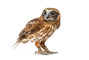 Side view of a Morepork owl, Ninox novaeseelandiae, isolated on white