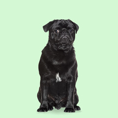 Studio shot of adorable black pug sitting and looking forward on transparent background