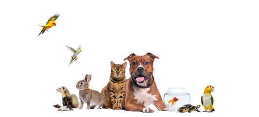 Large group of domestic pets including birds, mammals, reptiles, fish, cat and dog posing together on a white background