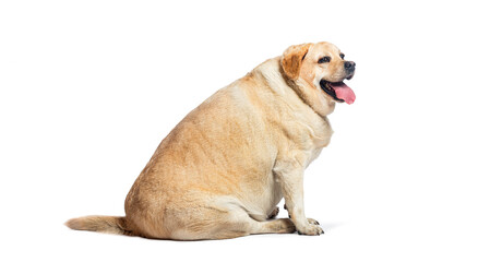 Overweight fat labrador retriever dog sitting and panting, isolated on white background