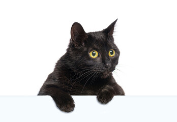 Curious black cat  with yellow eyes peeking over a blank white banner looking to the side, isolated on white