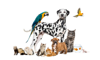 Group of pets posing around a Dalmatian, together with dog, cat, ferret, rabbit, bird, fish, rodent
