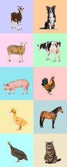 Diverse group of farm animals and pets standing on colorful backgrounds, creating a vibrant and engaging composition