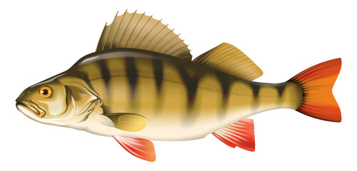 Fish Perch illustration.