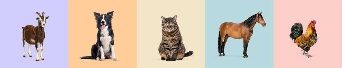 Obraz premium Goat, dog, cat, horse and rooster are posing on different colored backgrounds in a studio setting