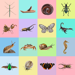 Eye catching collage showcasing a diverse collection of invertebrates, highlighting the beauty and...