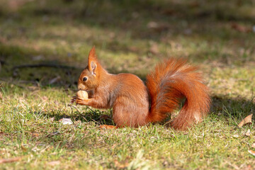 Squirrel sits on the grass in the park and eats a nut