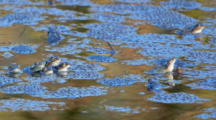 Grasfr&ouml;sche (Rana temporaria) beim Laichen in einem Teich