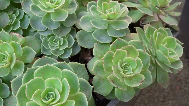 Close-up shot of an Aeonium Haworthii succulent in a Manchester, UK garden, featuring rosettes of fleshy grey-green leaves with red edges and delicate pale yellow or pink flowers set to bloom in April