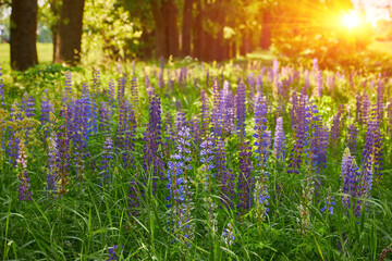 Obraz premium Lupine Field in Front of Trees