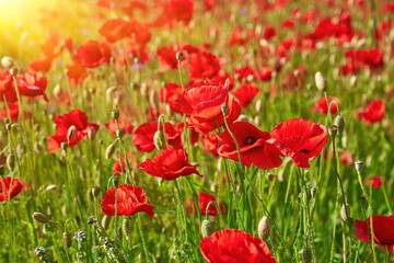 Obraz premium Sunlit Field of Red Poppies