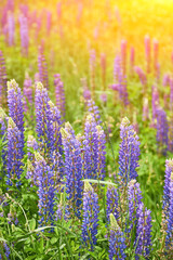 Fototapeta premium Wild Lupines in Full Bloom