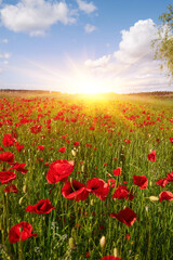 Red Poppy Field Under Blue Sky