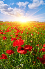 Red Poppy Field Under Blue Sky