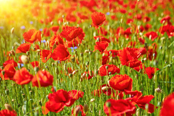 Sunlit Field of Red Poppies