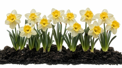 Fototapeta premium Daffodils blooming in spring soil