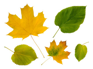 Vibrant autumn leaves isolated on white.  A collection of yellow maple and green leaves showcasing the beauty of fall foliage. Perfect for seasonal designs, nature themes, and autumnal projects.
