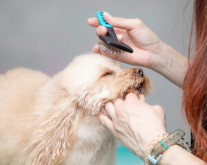 Close up of the hands of a dog groomer brushing the head of a poodle dog. Pet services and business