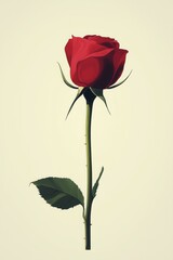 Obraz premium A romantic drawing of a single red rose.