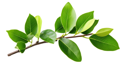 A green leafy branch with a few leaves on it, isolated on transparent background.png