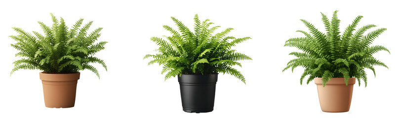 Fern plant in pot isolated on transparent background
