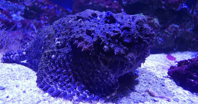 Close up footage of stonefish camouflaged at the bottom of the sea, 4k