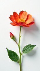 Obraz premium Colorful flower on a minimalist white backdrop, blossom, clean, flowers