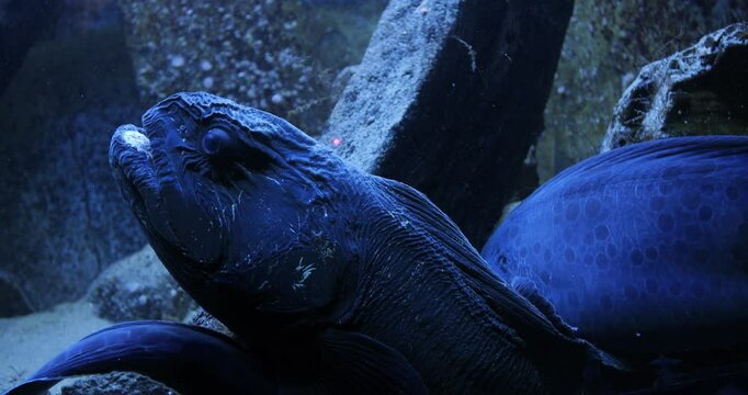 Beautiful marine life, footage of wolf eel on the rocks opening mouth, 4k