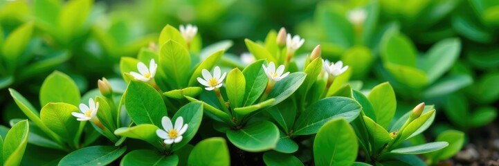 Fototapeta premium Compact shrub with small white flowers and green foliage, foliage, low growth