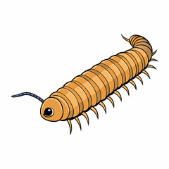millipede isolated on white background