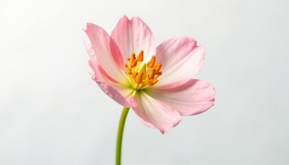 Fototapeta premium Delicate flower with intricate details isolated on a white background, botanical, flower isolation, delicate