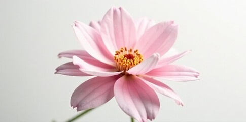 Obraz premium Delicate flower with intricate petals isolated on white background, blossom, nature