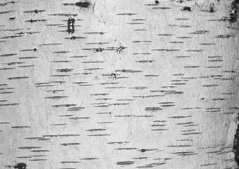 pattern of birch bark with black birch stripes