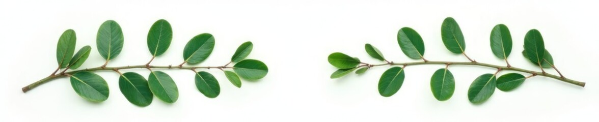 Fototapeta premium Eucalyptus branches isolated on white background, greenery, leafy greens