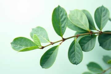 Fototapeta premium Eucalyptus leaves with silvery sheen against a bright white background, green, botanical