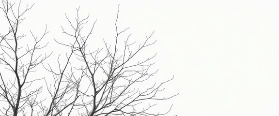 Fototapeta premium Intricate, bare branches stark against pure white, specimen, silhouette